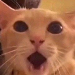Your cat