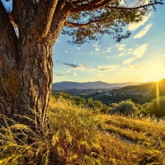 Love Letter Tree