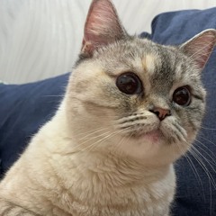 4 Позиции Бруно - Свободная Любовь, Медленный Танец