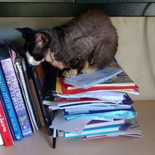 textmeback;( (ayocarie) *old*