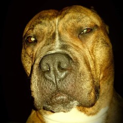 Gabor