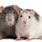 RATOS FILES