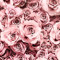 Aesthetic-Queen