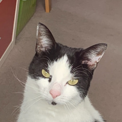 ASIA STARTED BOOKING - T LIZZY