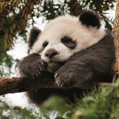 Choo Bamboo