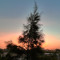 rshad_080