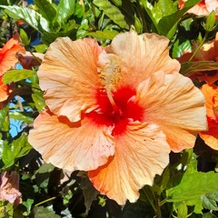 Francisco melendez musa