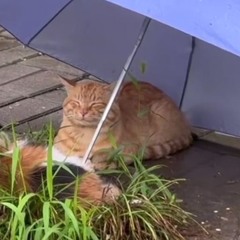 ṋ̩̬̳̮̗̠͓̟͠ư̯̫̞̼̣ͅl̶̶̪͍l̶̹̥̹͙̣̮