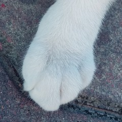 半月