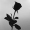 Black Rose 🖤
