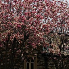 Hadeel