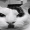 kittler