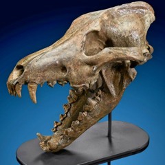 Mr.WolfSkull