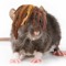 rat with dreads