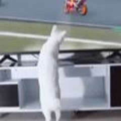 dabonem