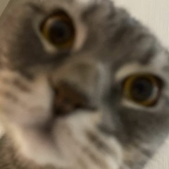 korean_random