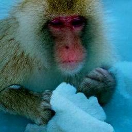 ice monkey’s avatar