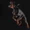 LEAHTHEQUEENOFTHEDOBERMANDOG  DON'T MESS