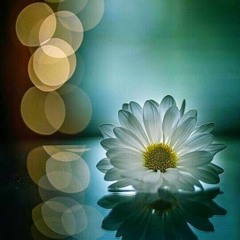 🌼