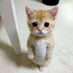 Nguyễn Hoàng Việt