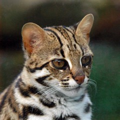 Nils Pontier Official Page