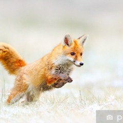 JumpingFox