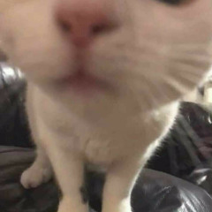 zz