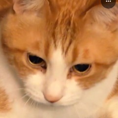 Taji M