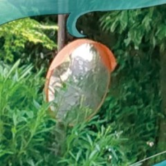 コサメガ