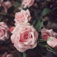punsandroses