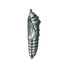 PUPA