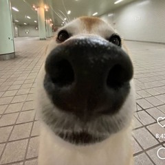 준표달려