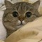 hameed