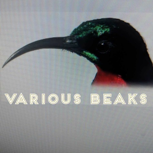 various beaks’s avatar