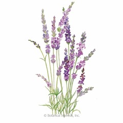 Tops Lavender