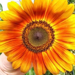 $hardee the Space Queen