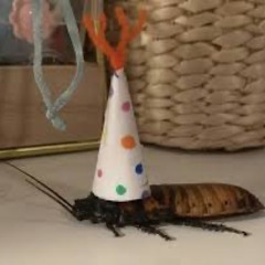 roach donning a party hat