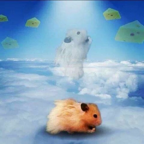 hamster02’s avatar