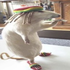Rat