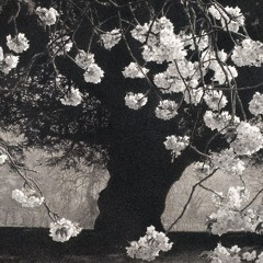 isobe