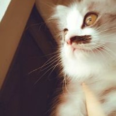 Khloud Shalaby