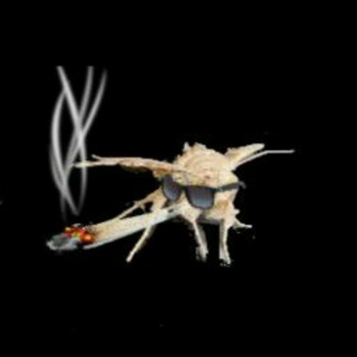 moth’s avatar