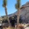 The_Desert_Prophet