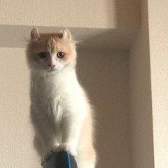 もぐお