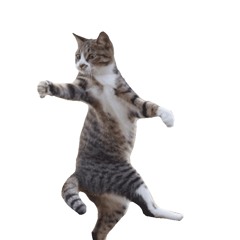 StevenCats