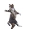 StevenCats