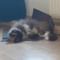 Hannes