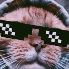 ~ⓒⓞⓞⓛ☆ⓒⓐⓣ~
