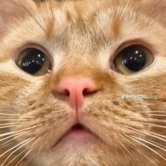CJ