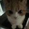 mohamad